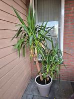 Palmboom Stick Yucca, Bloeit niet, 100 tot 250 cm, Palmboom, Ophalen