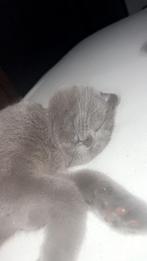 Katten, Dieren en Toebehoren, Katten en Kittens | Overige Katten, Poes