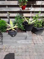 Agave. agave stekjes, Volle zon, Vaste plant, Bloeit niet, Ophalen