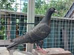Bruine postduif, Dieren en Toebehoren, Geslacht onbekend, Postduif