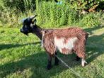 Te koop landgeit boklam Felix van het Abenschot, Dieren en Toebehoren, Schapen, Geiten en Varkens, Mannelijk, Geit, 0 tot 2 jaar