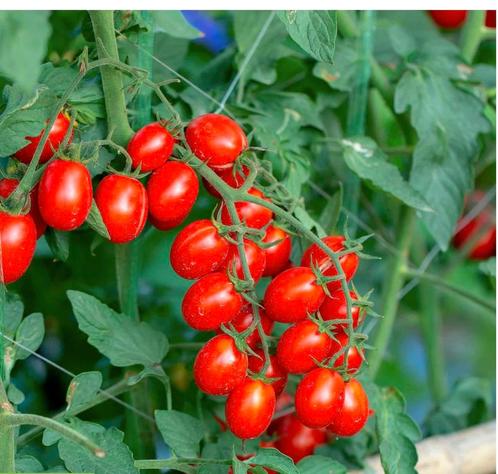Snoep tomaten tomaatjes stekken stekjes planten plantjes, Tuin en Terras, Planten | Tuinplanten, Eenjarig, Groenteplanten, Volle zon