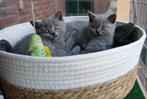Mooie brits korthaar kittens te koop, Dieren en Toebehoren, Katten en Kittens | Raskatten | Korthaar, Meerdere dieren, Gechipt