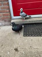 Duivin en duif, Dieren en Toebehoren, Vrouwelijk, Postduif