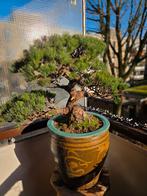 Pinus Parviflora Bonsai Tuinboom Japans, Tuin en Terras, Planten | Bomen, Bloeit niet, Halfschaduw, Overige soorten, Minder dan 100 cm