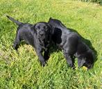 Labrador pups, Dieren en Toebehoren, Honden | Retrievers, Spaniëls en Waterhonden, Particulier, Meerdere, 8 tot 15 weken, Meerdere dieren