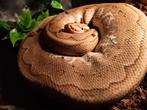 MOET NU WEG!! Konings Python, Ball Python, Python Regius, Dieren en Toebehoren, Reptielen en Amfibieën, Slang, Tam, 0 tot 2 jaar