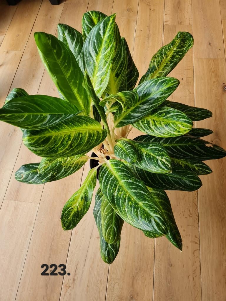 Aglaonema keylime, kamerplant, 85 cm hoog, Ophalen of Verzenden, Minder dan 100 cm