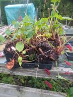 Persicaria planten - ca. 10 stuks, Tuin en Terras, Ophalen of Verzenden, Overige soorten, Volle zon