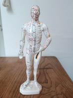 Acapunctuur & meridianen model, Ophalen of Verzenden, Zo goed als nieuw, Dier