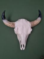 Buffel schedel / skull decoratie, Ophalen of Verzenden, Zo goed als nieuw, Schedel