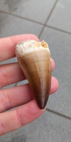 Mooie Mosasaurus tand uit Marokko dinosaurus fossiel, Verzamelen, Ophalen of Verzenden, Fossiel