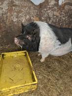 Goed huisje gezocht, Mannelijk, Varken