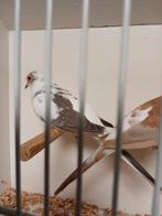 Bonte diamantduiven koppel, Dieren en Toebehoren, Vogels | Overige Vogels, Meerdere dieren