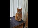 Goed huisje gezocht,, Dieren en Toebehoren, Katten en Kittens | Overige Katten, Poes