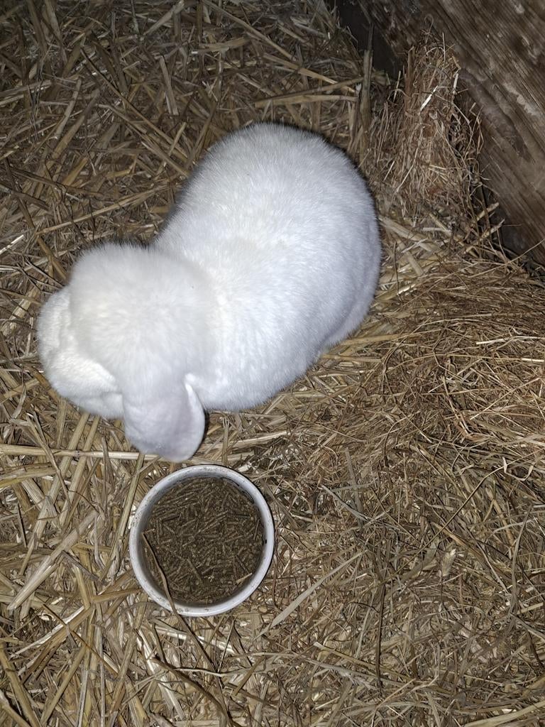 2 mooi rammen  Nederlandse hangoor konijn, Dieren en Toebehoren, Konijnen, Mannelijk, Dwerg, Hangoor