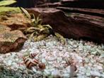 Helena slakken , goede opruimers van elk aquarium, Dieren en Toebehoren, Vissen | Aquariumvissen, Slak of Weekdier
