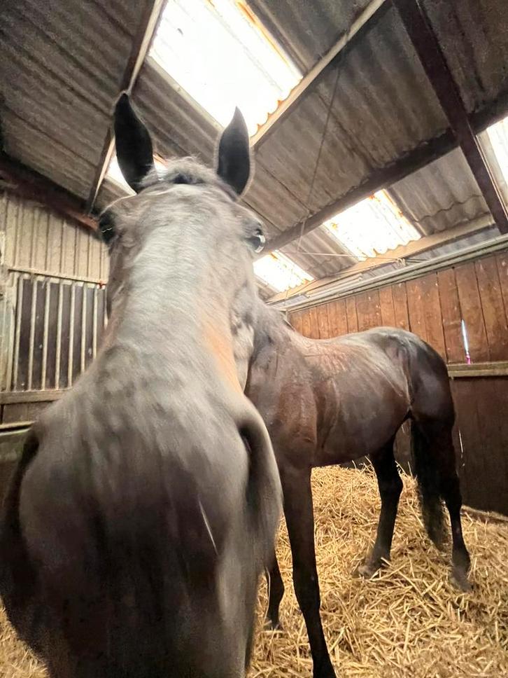 Bijrijder / verzorger aangeboden, Dieren en Toebehoren, Stalling en Weidegang