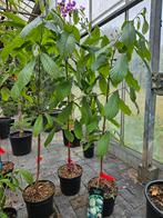 Asimina triloba Halvin / pawpaw boom / eetbare vruchten, Lente, 250 tot 400 cm, Ophalen, Volle zon