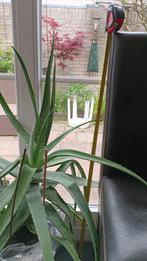 kamerplanten vanaf €5, Huis en Inrichting, Kamerplanten, Ophalen of Verzenden, Overige soorten, Minder dan 100 cm