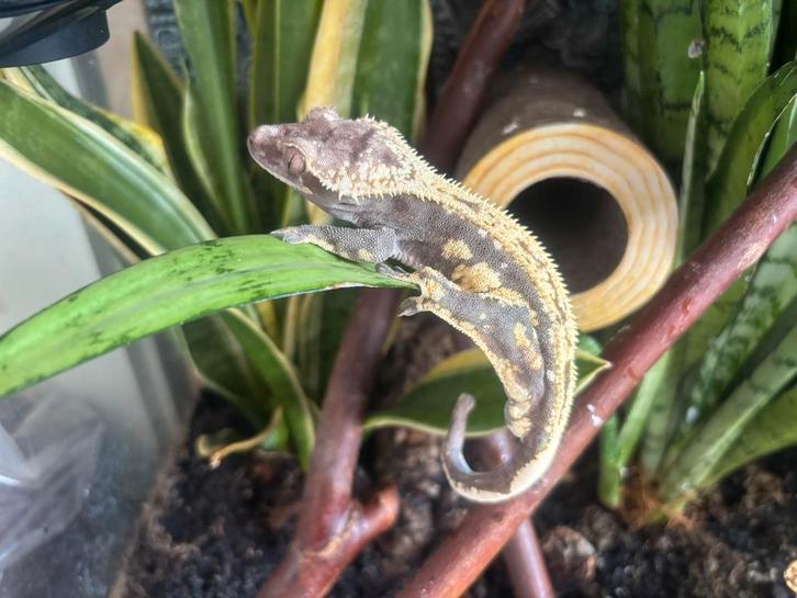 Correlophus ciliatus - Wimpergekko - Crested Gecko