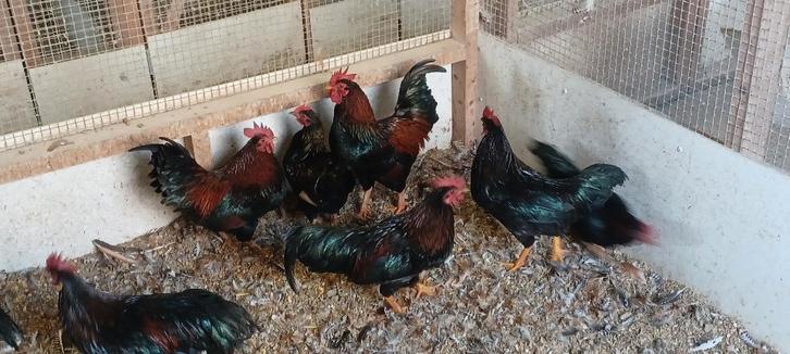 Hanen, Dieren en Toebehoren, Pluimvee, Kip, Mannelijk