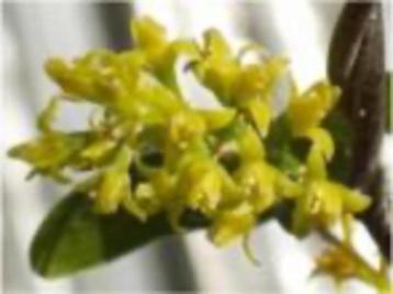 Zeldzame caudex plant Dioscorea Sylvatica uit Zimbabwe 16cm