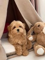 Exclusieve Maltipoo F1 pup ( Asian Toy Poedel / Malteer ), Particulier, Overige rassen, 8 tot 15 weken, Buitenland