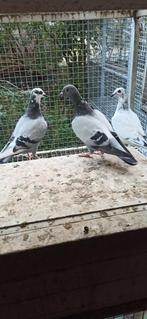 Postduiven, jongeduiven, Dieren en Toebehoren, Meerdere dieren, Postduif