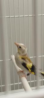 putters, Dieren en Toebehoren, Vogels | Toebehoren, Ophalen, Nieuw, Kooi-accessoires