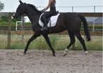 SUPERbrave, 8 jarige merrie 100% rontgen ok, Dieren en Toebehoren, Paarden, Merrie, Gechipt, L, 7 tot 10 jaar