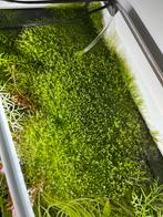 Portie Riccia Fluitans mos - Aquarium, Ophalen of Verzenden, Nieuw, Plant(en), Steen of Hout