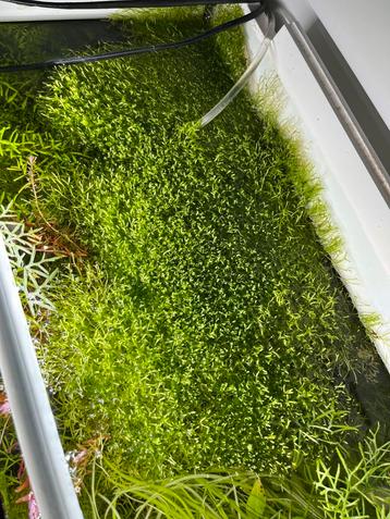 Portie Riccia Fluitans mos - Aquarium beschikbaar voor biedingen