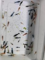 Uitgeselecteerde garnalen mix, Kreeft, Krab of Garnaal, Zoetwatervis