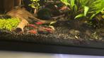 Garnalen, Kreeft, Krab of Garnaal, Zoetwatervis, Schoolvis