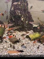 puntius denisonii, Dieren en Toebehoren, Vissen | Aquariumvissen, Vis, Zoetwatervis, Schoolvis