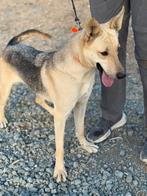 Tutta verblijft in Cyprus, Dieren en Toebehoren, Honden | Niet-rashonden, Rabiës (hondsdolheid), Handelaar, 1 tot 2 jaar, Buitenland