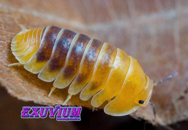 Cubaris sp. Jupiter HC (high contrast) isopods / pissebedden, Dieren en Toebehoren, Insecten en Spinnen, Overige soorten