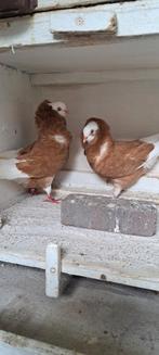Te koop sierduiven Oudhollands kapucijnen duiven, Meerdere dieren, Overige soorten