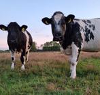 Bbl pinken te koop, Dieren en Toebehoren, Vrouwelijk