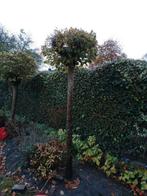 Boompjes catalpa soorten, Tuin en Terras, Planten | Bomen, Ophalen, Zomer, Volle zon, Overige soorten