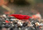 Bloody Mary garnalen | Neocaridina garnaal, Kreeft, Krab of Garnaal, Zoetwatervis