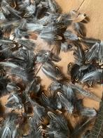 Fazant veren, Ophalen of Verzenden