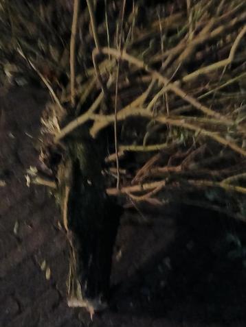 Gratis Boomstammen - Ideaal voor Vuurkorf! beschikbaar voor biedingen