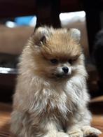 Pomeriaan pup kerst aanbieding €1400, Dieren en Toebehoren, Honden | Poolhonden, Keeshonden en Oertypen, Particulier, Reu, 8 tot 15 weken
