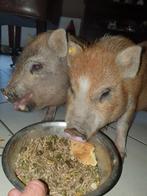 2 Mini varkens zeugjes, Dieren en Toebehoren