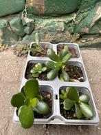 Crassula ovata vetplanten 6 stuks, Huis en Inrichting, Kamerplanten, Ophalen, Overige soorten, Minder dan 100 cm