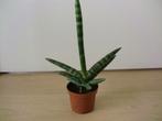 Sanseveria Starfish, Huis en Inrichting, Overige soorten, Minder dan 100 cm, Groene kamerplant, Halfschaduw