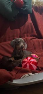 Kaninchen & dewerg teckel pups, Dieren en Toebehoren, Kaninchen, Parvo, 8 tot 15 weken, Korthaar