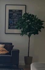 Ikea Kunstplant Magnolia - 190 cm, Ophalen, Nieuw, Binnen